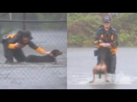 Reporter Covering Hurricane Florence Rescues Dogs in North Carolina - Популярные видеоролики!