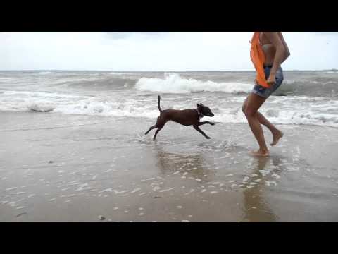 Ника на собачьем пляже в Одессе - Популярные видеоролики!