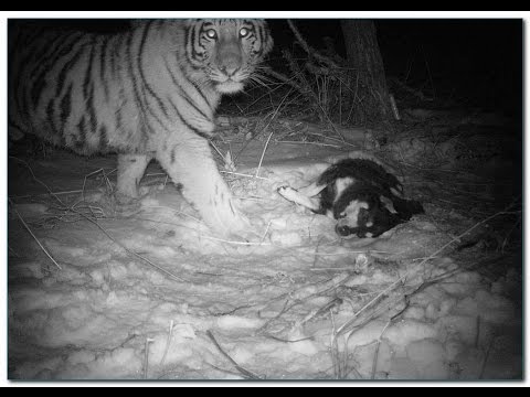 Последний людоед - Тигр убийца - Популярные видеоролики!