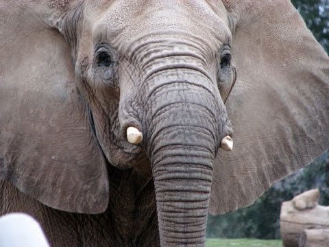 Мудрый добрый слон - Популярные видеоролики!