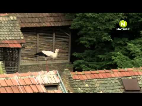 Дикая природа Сербии 2011 - Популярные видеоролики!