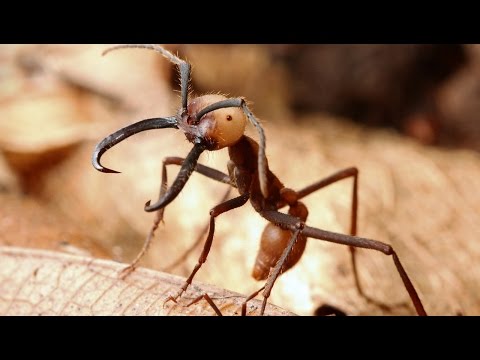 Самые опасные насекомые убийцы - Популярные видеоролики!