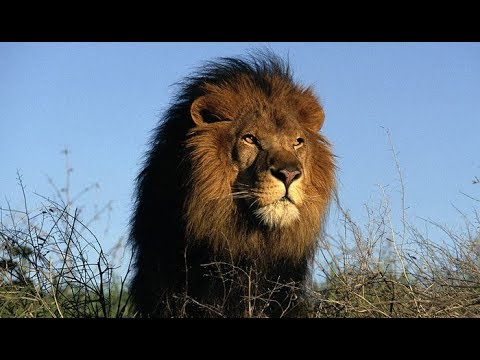 Самые опасные животные Южной Африки Сафари по Лимпопо Дикая природа чёрного континента сегодня - Популярные видеоролики!