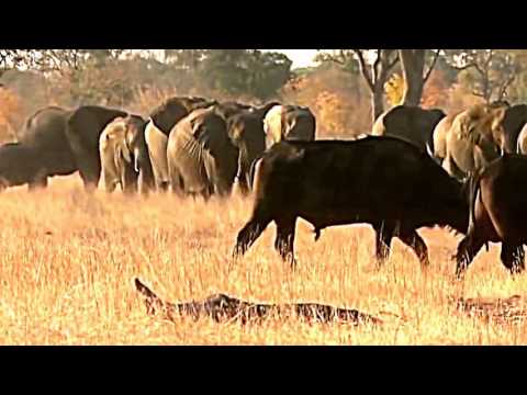 Дикая природа Африки-Львы хулиганы - Популярные видеоролики!