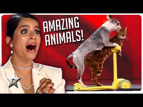 Amazing Animal Auditions on Canada's Got Talent! - Популярные видеоролики!