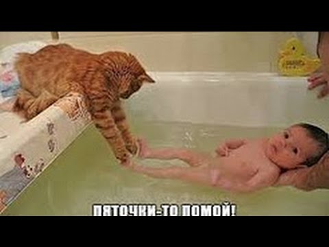 Подборка Смешная   Супер Котята - Популярные видеоролики!