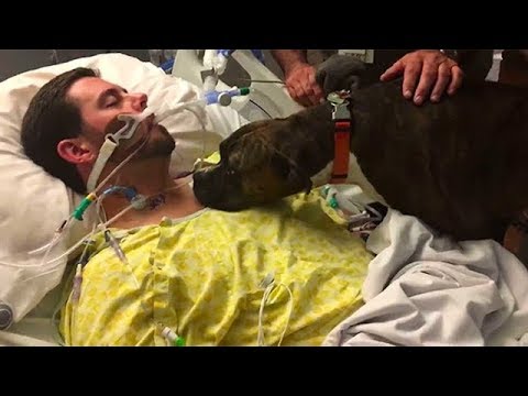 Собака пришла в больницу, чтобы сказать хозяину последнее «прощай» - Популярные видеоролики!