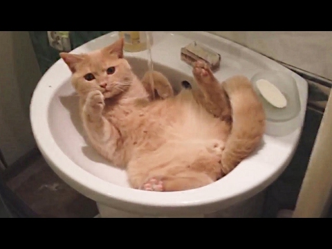 Funny cat compilation  Cats are so funny you will die laughing - Популярные видеоролики!