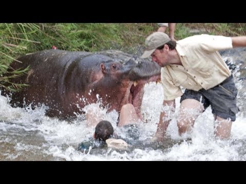 Опасная Африка. Руандa и Бурунди. Бегемоты озера Танганьика - Популярные видеоролики!
