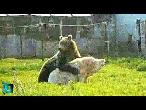Медведь в Деле / Cумасшедшие Битвы Медведя Снятые На Камеру - Популярные видеоролики!