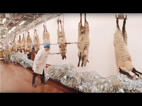 How to Harvesting Wool - Amazing Sheep Factory - Wool Processing Mill - Modern Sheep Shearing - Популярные видеоролики!
