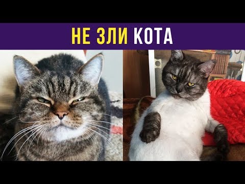 Приколы и мемы. Не зли кота | Мемозг #56 - Популярные видеоролики!