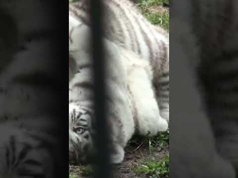 Голубоглазый белый тигр. Редкие тигры #shorts - Популярные видеоролики!