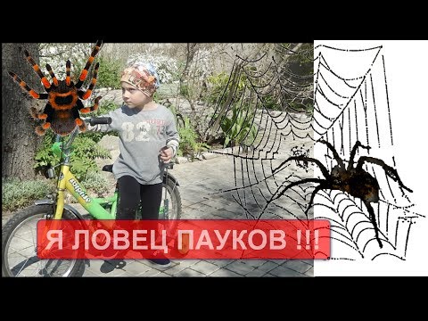 Тарантул - большой Южнорусский ядовитый паук  !!!Я ловец ПАУКОВ!!! - Популярные видеоролики!