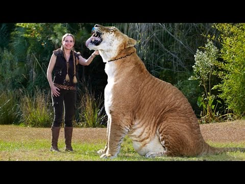 Лигр Геркулес-самая огромная кошка в мире! Гибрид самца льва и самки тигра. - Популярные видеоролики!