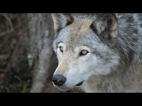 Вожак стаи волков - Популярные видеоролики!