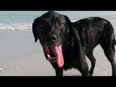 How to Protect Your Dog From Salt Water Poisoning - Популярные видеоролики!