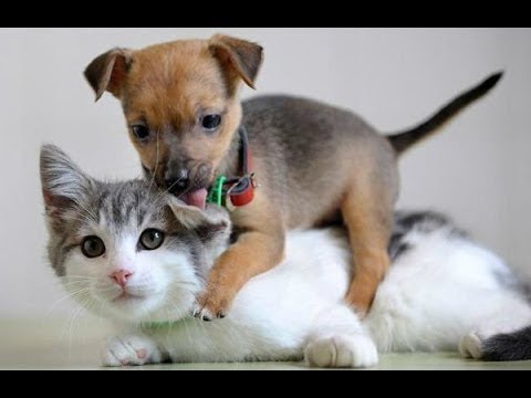 Веселые коты впервые встретились с милыми щенками 2019 года - Популярные видеоролики!