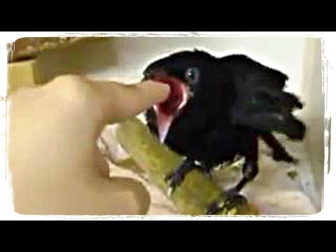 ПРИКОЛЫ С ЖИВОТНЫМИ (смешные птицы) | FUN WITH ANIMALS (funny birds) #379 - Популярные видеоролики!