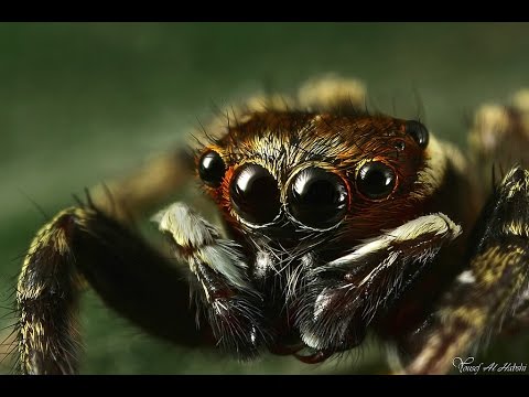 Самые опасные и ядовитые пауки в мире - Популярные видеоролики!
