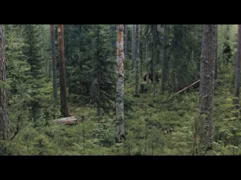 Россия. Природа и животный мир/Russia Nature and wildlife/ENG SUB - Популярные видеоролики!