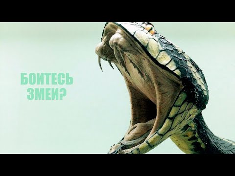 Если боитесь змей посмотрите ЭТО - Популярные видеоролики!