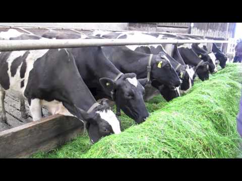 Zero grazing system at the Harpur Farm in Bessbrook - Популярные видеоролики!