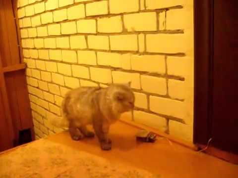 Doorbell for the cat / Дверной звонок для кота - Популярные видеоролики!