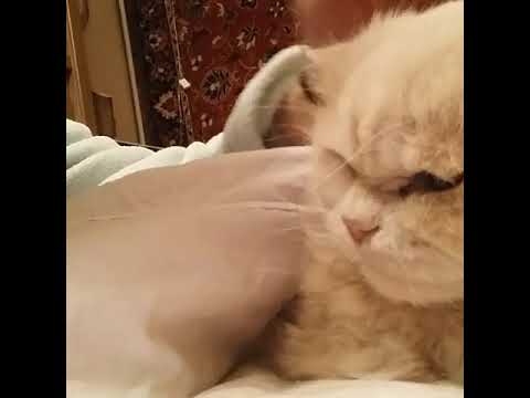 Мой любимый котик :) - Популярные видеоролики!