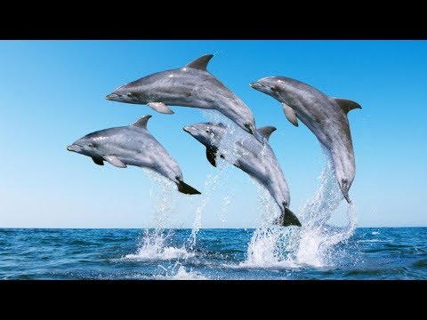 Учёные расшифровали речь дельфинов. Факты  которые удивляют. Док. фильм. - Популярные видеоролики!