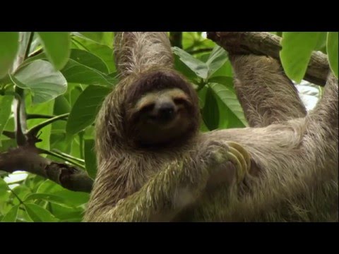 BBC  Как устроена природа - Джунгли - Популярные видеоролики!