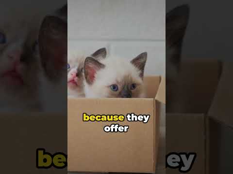 Pure facts about cute cats - Популярные видеоролики!