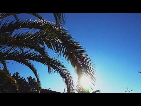 Palm leaves swaying in the sun. Free stock video. Full HD footage Free. Rec.709 1080p 60fps #11 - Популярные видеоролики!
