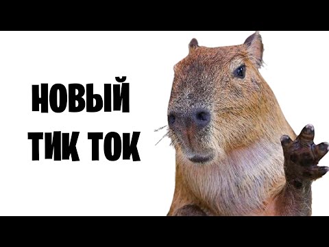Как Скачать Новый Тик Ток На Айфон / Возвращаем TikTok В России - Популярные видеоролики!