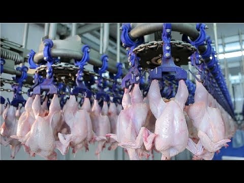 Modern Ultra Chicken Meat Processing Factory,  Amazing Food Processing Machines - Популярные видеоролики!