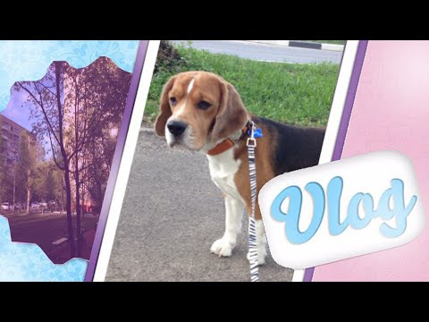 VLOG:весенняя прогулка с собакой, школа, йорк Чарлик и хомяк) - Популярные видеоролики!