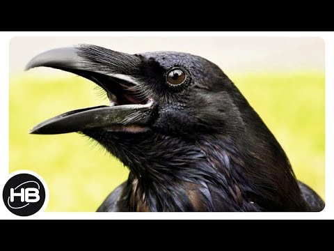 Top10 Самые Интересные Факты о Воронах. Познавательное о птицах. - Популярные видеоролики!