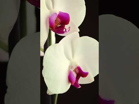 6 простых правил для выращивания орхидей и будут постоянно цвести #shorts - Популярные видеоролики!