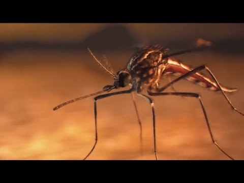 Опасные домашние насекомые - Популярные видеоролики!