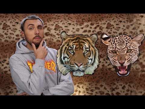 +100500 - Как Выжить При Встрече с Леопардом и Тигром - Популярные видеоролики!