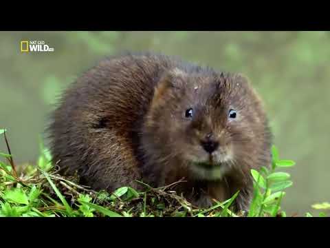 Nat Geo Wild - Дикая природа Великобритании / Wild Great Britain 2 серия  Водоемы - Популярные видеоролики!