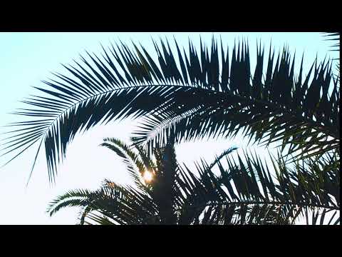 Palm leaves swaying in the sun. Free stock video. Full HD footage Free. Rec.709 1080p 60fps #17 - Популярные видеоролики!