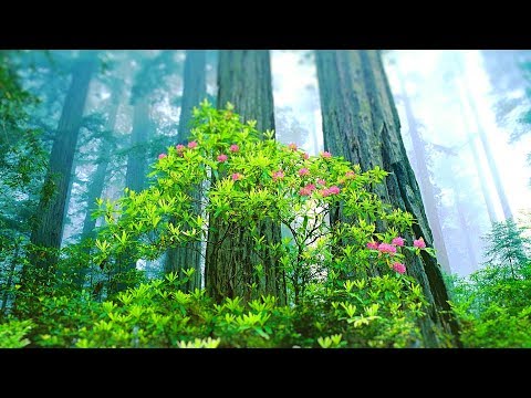 Relaxing Music for Stress Relief. Calming Music for Meditation, Healing Therapy, Spa, Sleep - Популярные видеоролики!