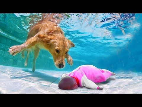 Собака - Герой Спасает Жизнь Ребенку! 10 Невероятных Случаев Снятых На Камеру - Популярные видеоролики!