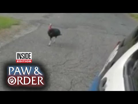 Paw & Order: 'Lurky Turkey' Is in Protective Custody After Chasing Cop Cruiser - Популярные видеоролики!