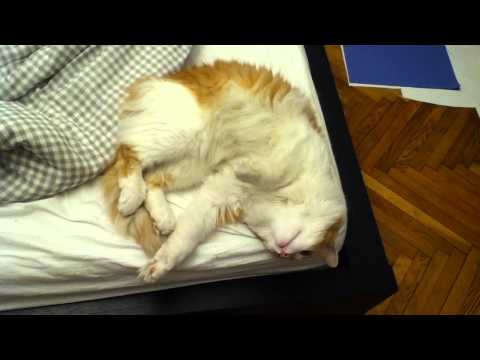 кот Арт-брют - Популярные видеоролики!