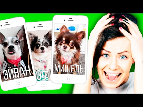 ЕСЛИ БЫ СОБАКА БЫЛА SIRI ! Все мои собаки в роли Siri - Популярные видеоролики!