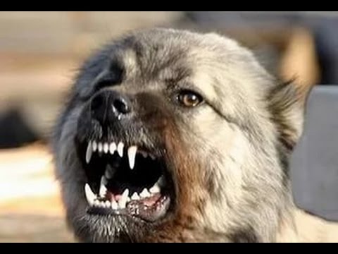 Встреча собаки и волка - Популярные видеоролики!