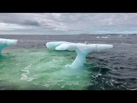 Рыбаки думали что это тюлень на дрейфующей льдине, но когда приблизились то сильно удивились - Популярные видеоролики!