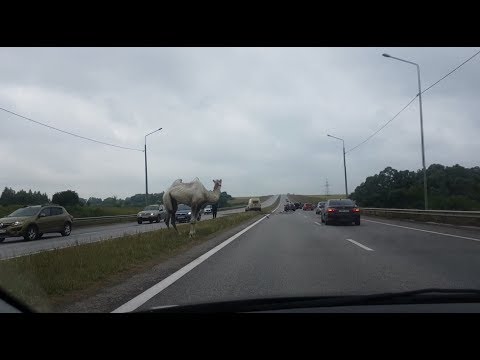 Бегающий по трассе Тула — Новомосковск верблюд попал на видео - Популярные видеоролики!